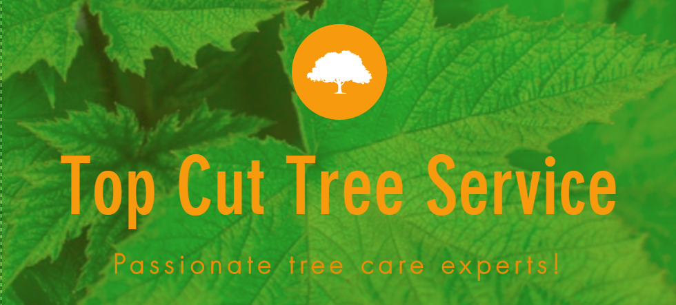 Avatar for Top Cut Tree Service